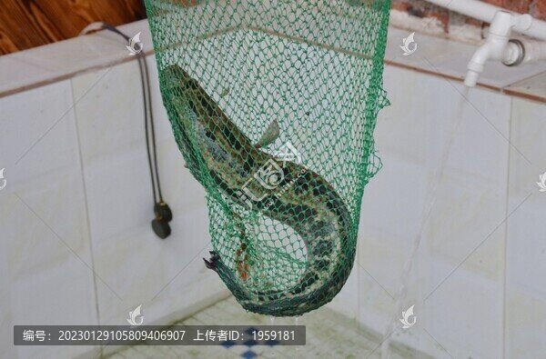 生魚