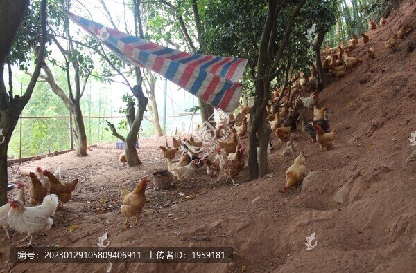 散養(yǎng)雞