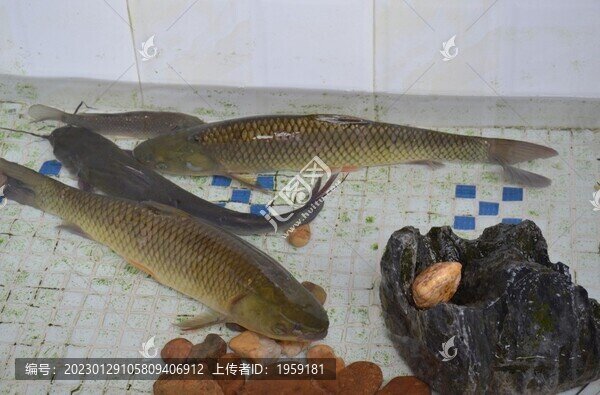 魚池