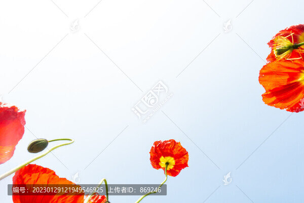 唯美花朵背景