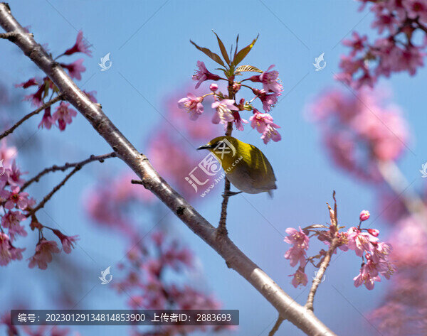 鳥(niǎo)語(yǔ)花香