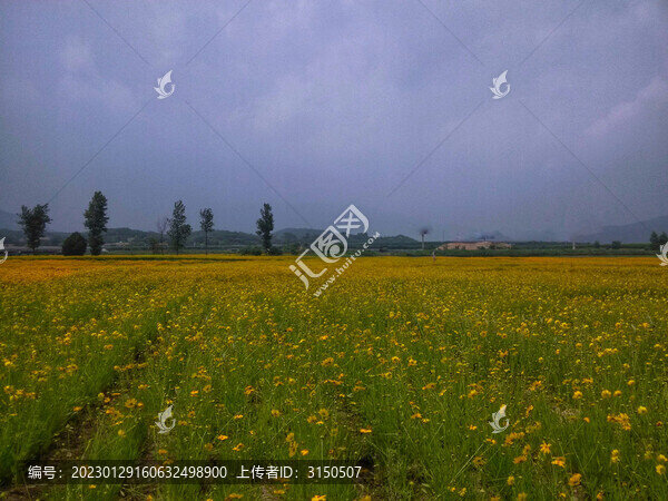 黃花遍地
