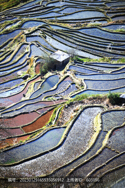 元陽梯田