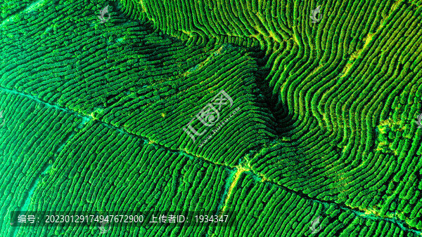 茶園茶山