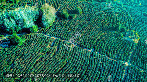 茶園茶山