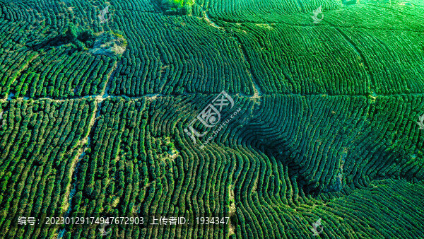 茶園茶山