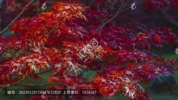 紅葉