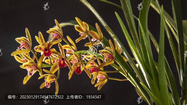 蘭花