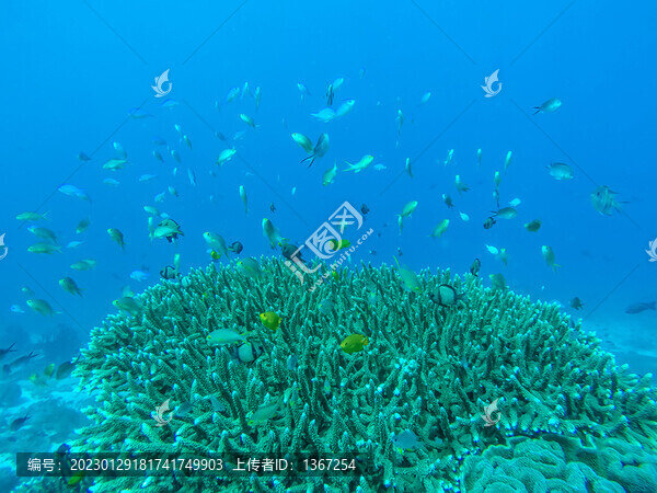 珊瑚魚群