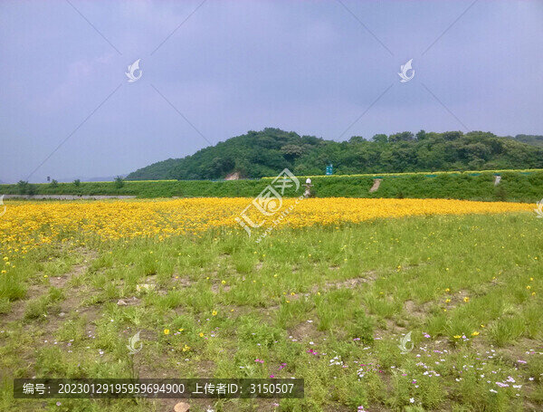 遠(yuǎn)望黃花帶