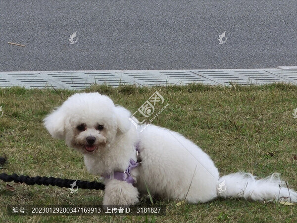 寵物狗