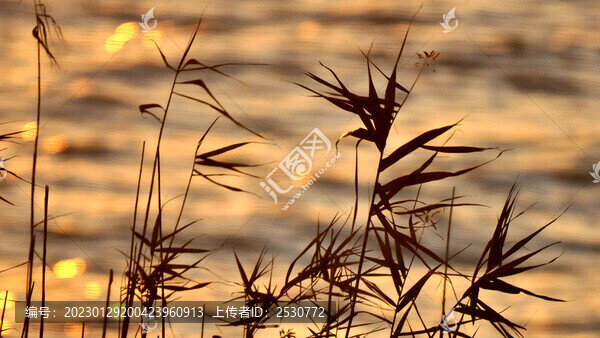 夕陽(yáng)下的蘆葦