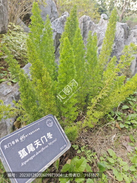 天門冬