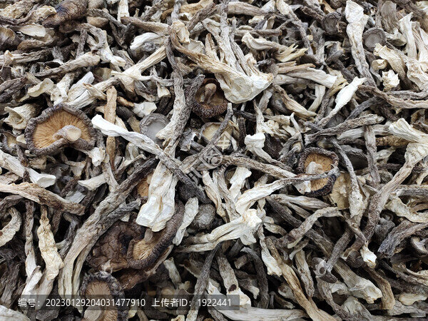 干鹿茸菇