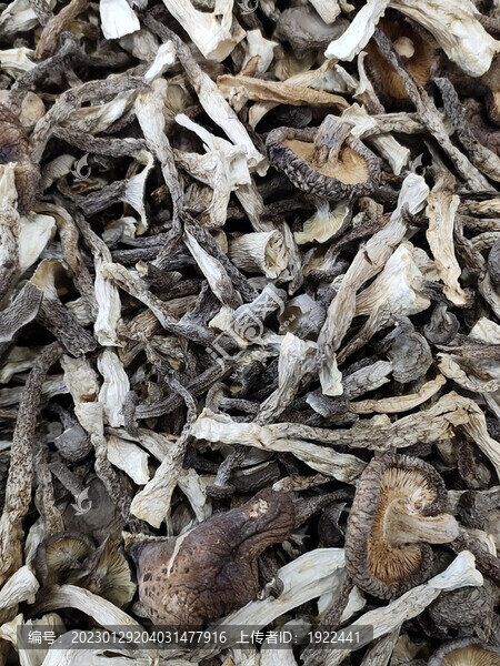 干貨鹿茸菇特寫(xiě)