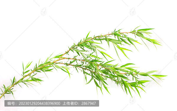 柳枝