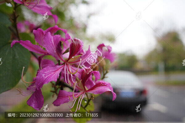 紫荊花
