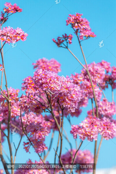 紫花風鈴木