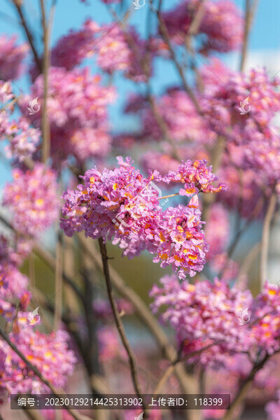 紫花風(fēng)鈴木