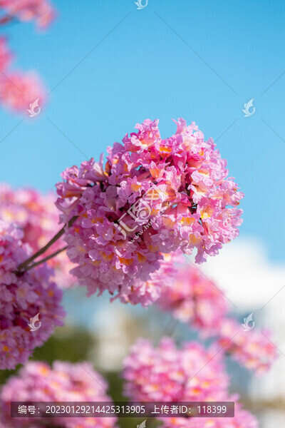 紫花風(fēng)鈴木