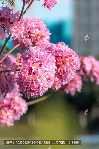 紫花風(fēng)鈴木