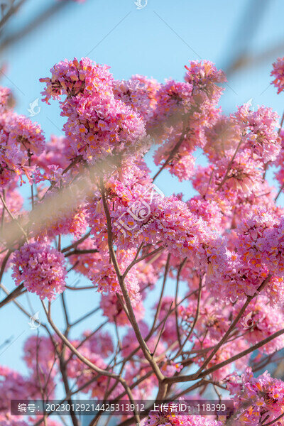 紫花風(fēng)鈴木花