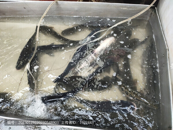 魚