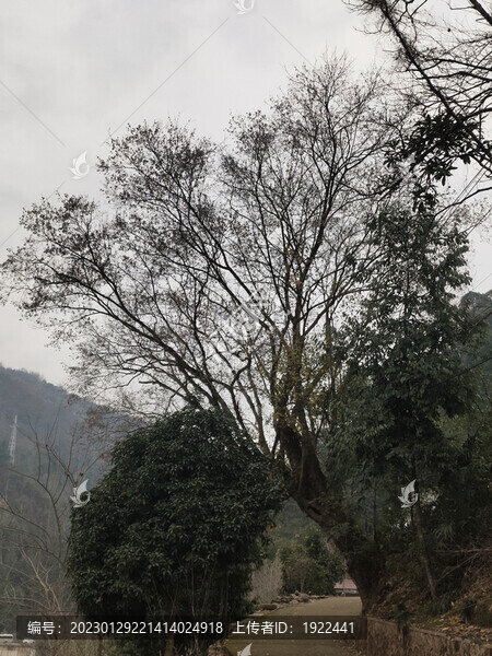 老樹