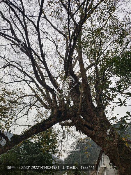 仰拍大樹