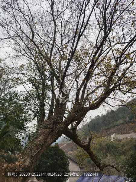 大樹特寫