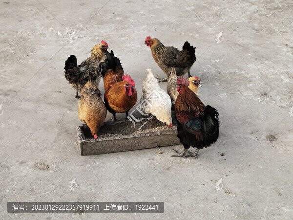 雞吃食特寫