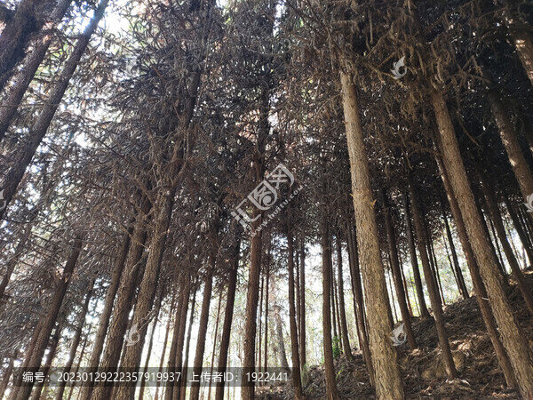 樅樹林