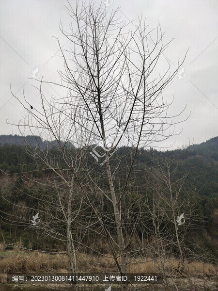 冬天的枯樹(shù)