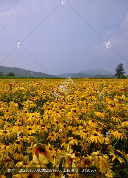 無(wú)際的黃花甸
