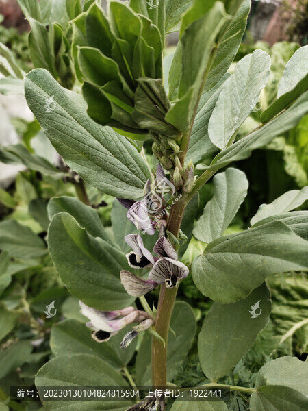 農家蠶豆