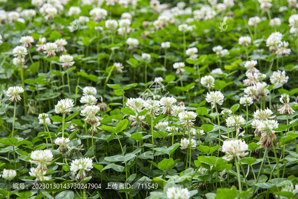 野花草背景