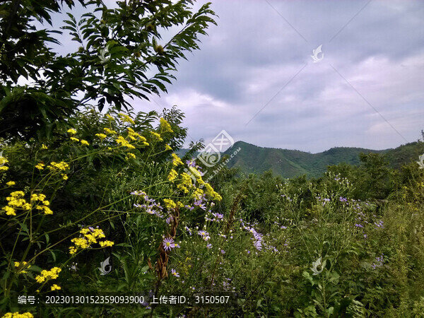 山花與綠植