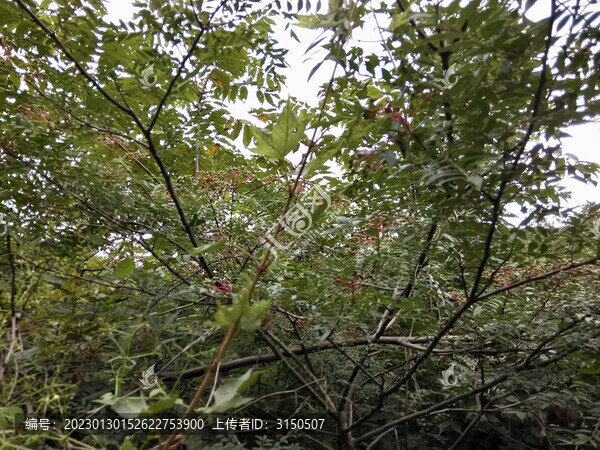 山里紅樹