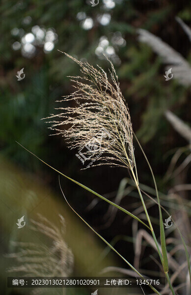 蘆葦花