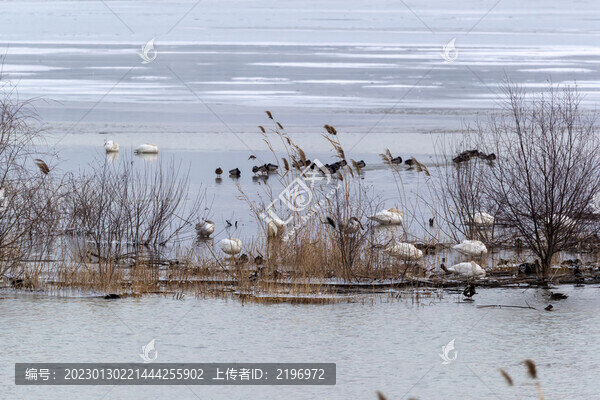 黃河濕地越冬的鳥群