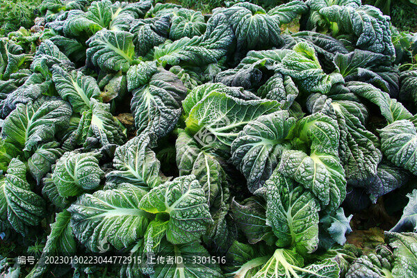 被霜凍的大白菜