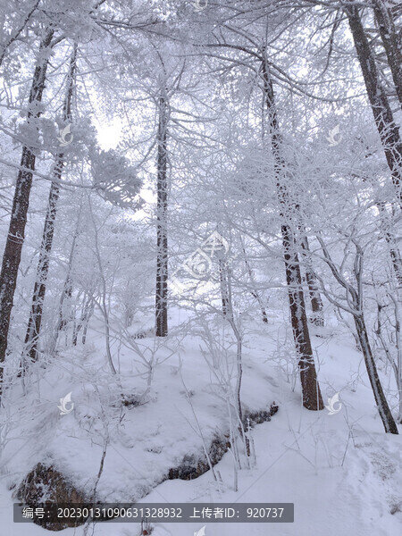 黃山雪景