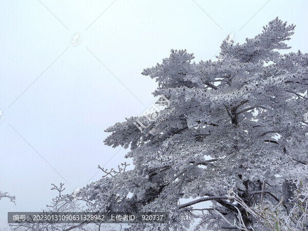 黃山雪景