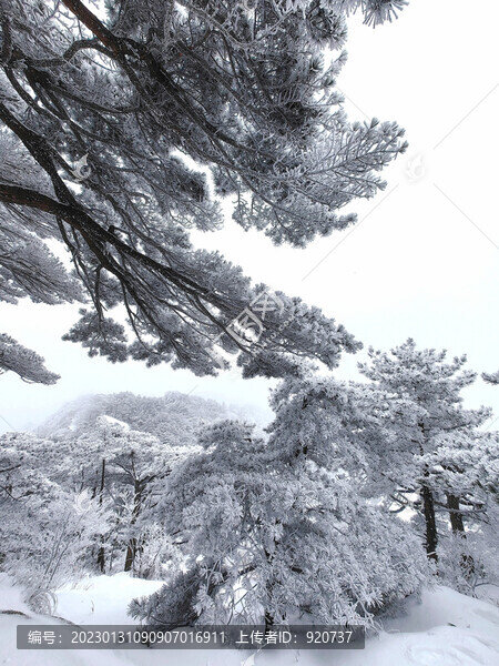霧凇