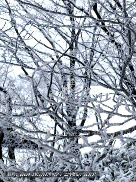 黃山雪景