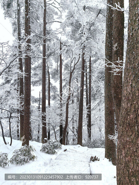 冬日黃山