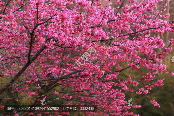 櫻花
