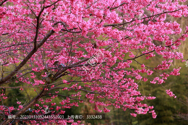 櫻花
