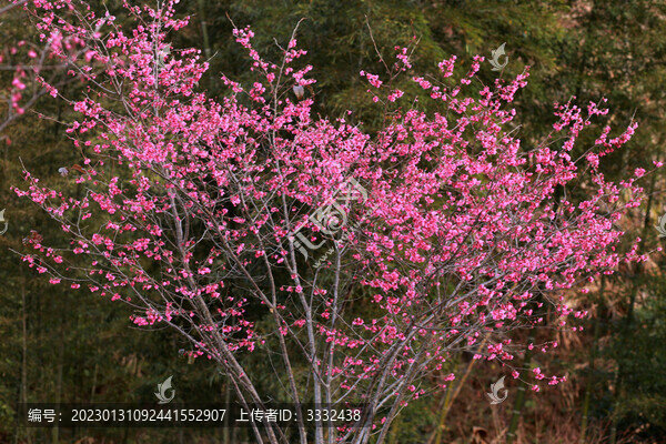 櫻花