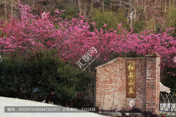 櫻花